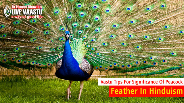 Vastu Tips Significance Of Peacock Feather In Hinduism