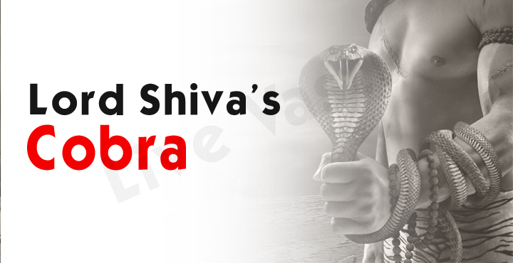 Lord Shiva Cobra