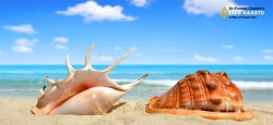 Some Important And Interesting Facts About The Conch Shells Or The Shankha