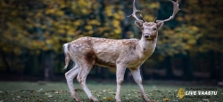 Deer - Symbolic of Speed and Agility