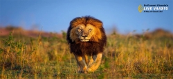 Lion - The King of the Jungle
