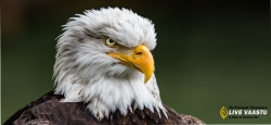 Eagle - Strongest Nation Of The World