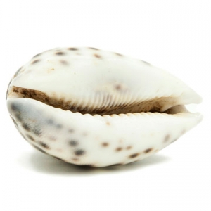 Singham Lakshmi Kaudi