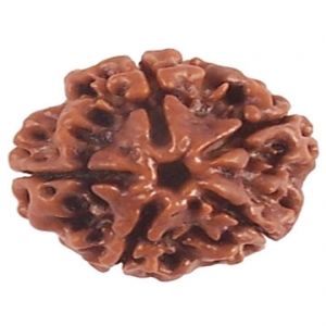 Four Mukhi Rudraksha