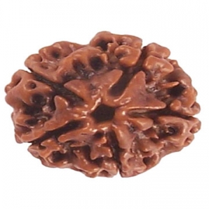 Four Mukhi Rudraksha