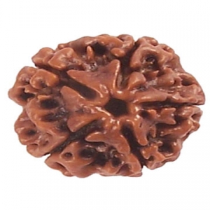 Four Mukhi Rudraksha