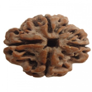 Three Mukhi Rudraksha