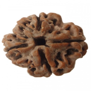 Three Mukhi Rudraksha
