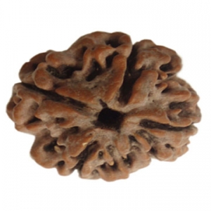 Three Mukhi Rudraksha