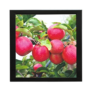 Red Apple Photo Frame Model - 1